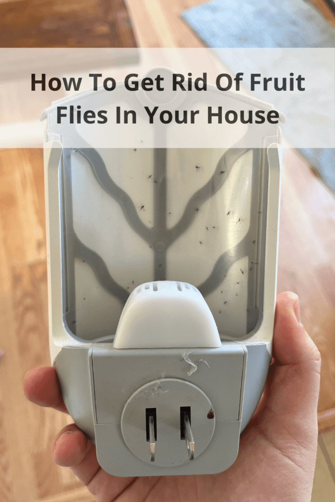 How to get rid of fruit flies in house