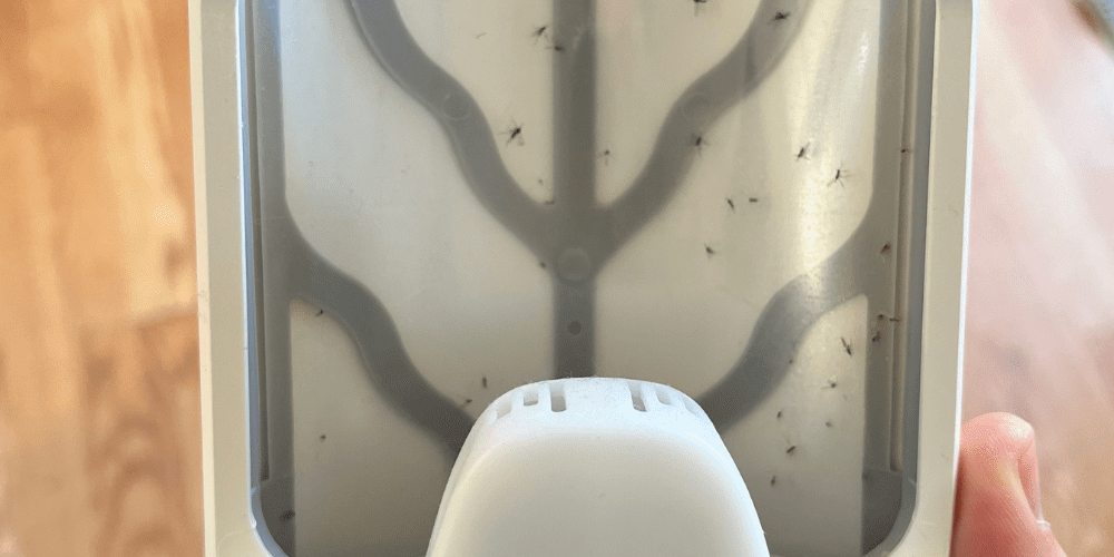 how to get rid of fruit flies in house