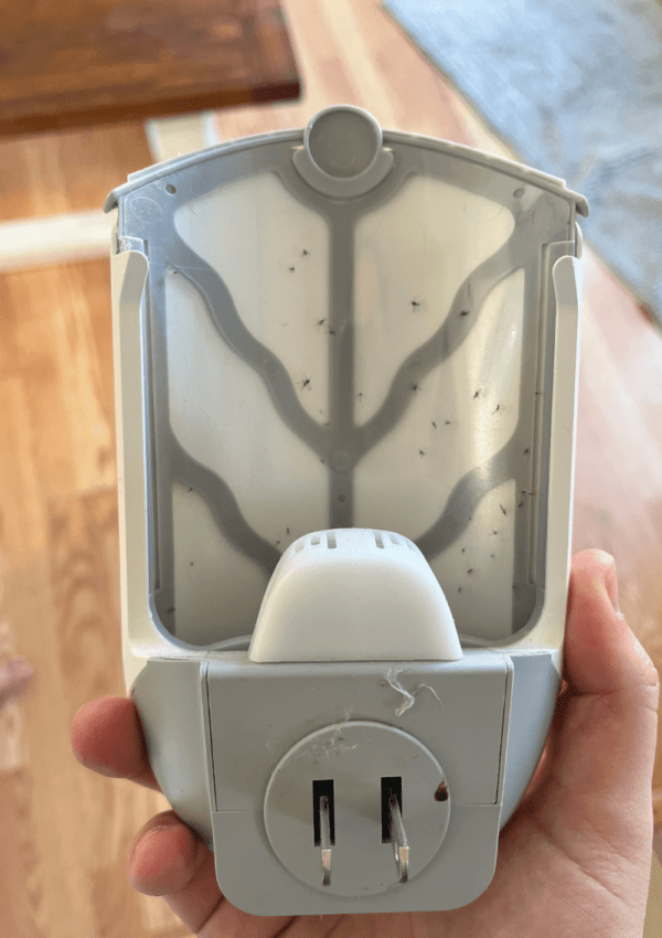 The Ultimate Guide On How To Get Rid Of Fruit Flies In The House