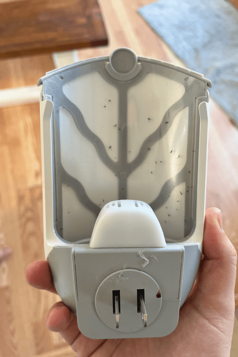 how to get rid of fruit flies in house