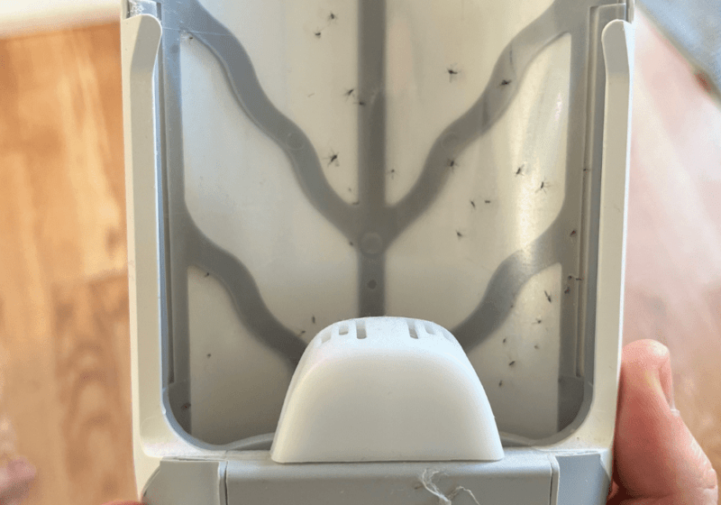 how to get rid of fruit flies in house