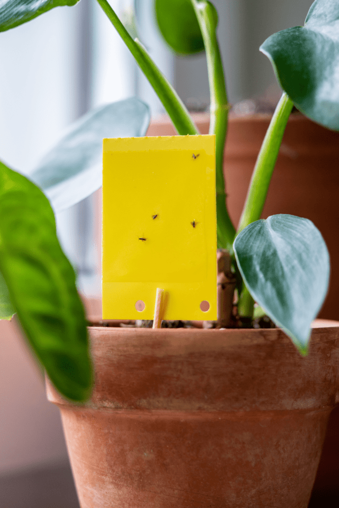 what is the fastest way to get rid of fruit flies