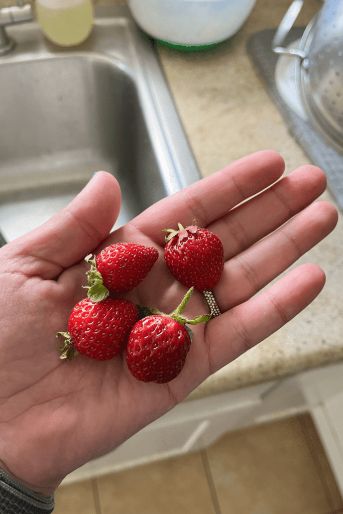Garden fresh strawberries