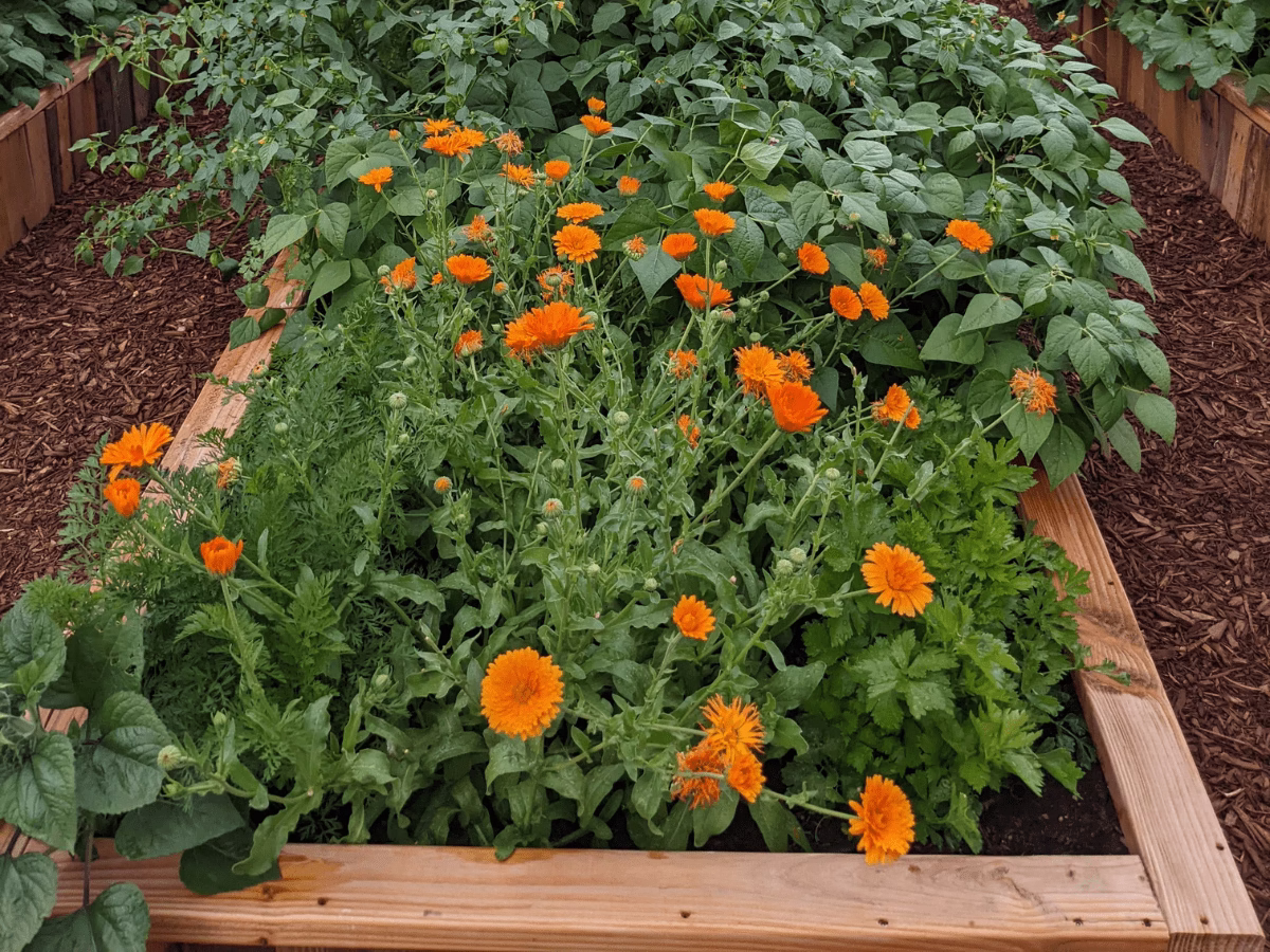 The 9 Best Flowers To Add To Your Vegetable Garden