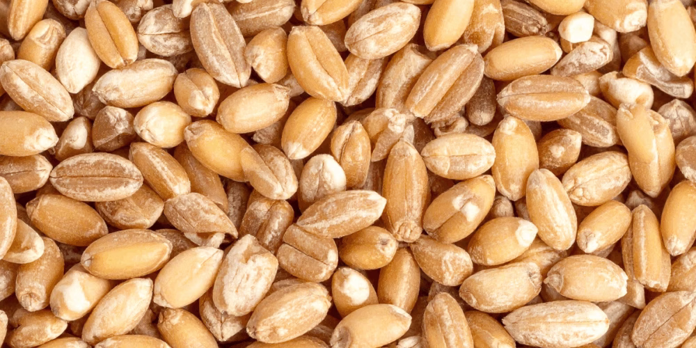 fresh milled flour for beginners