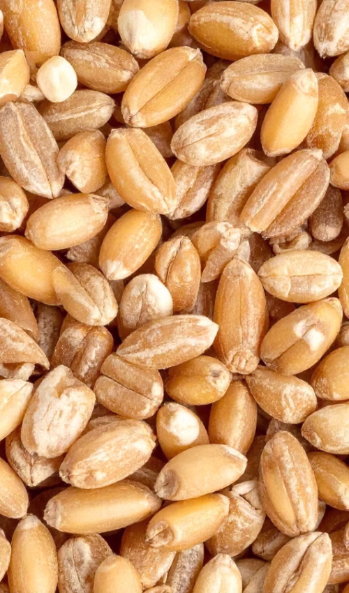 fresh milled flour for beginners