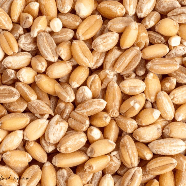 fresh milled flour for beginners