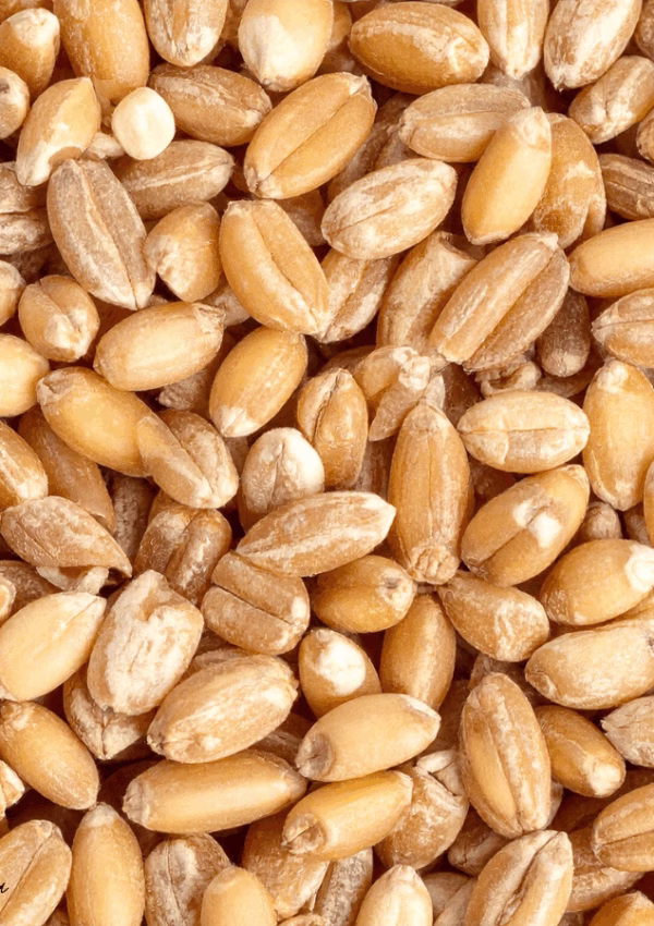 How to Start Baking with Fresh Milled Flour As A Beginner (No Overwhelm)