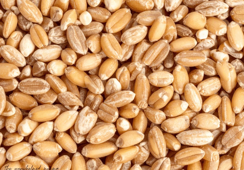 fresh milled flour for beginners